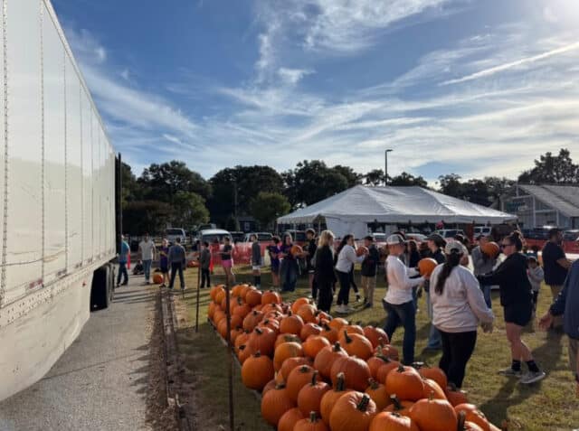 Rows of pumpkins for sale at the Golden Strip Pumpkin Patch in Simpsonville, South Carolina
